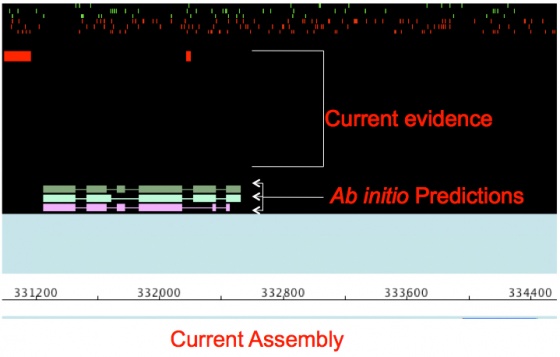 Generate ab initio gene predictions